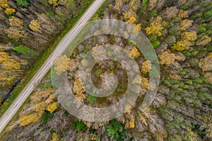 Drone view of road and forest in golden time