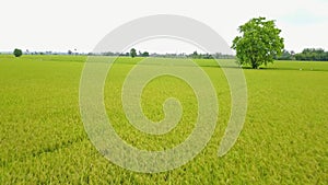 Drone view of Thailand Green Rice Field, Fly above nice rice field with clear sky