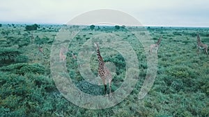 Drone view of walking giraffes in the green conservancy