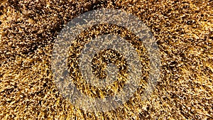 Drone view of wheet field at sunset