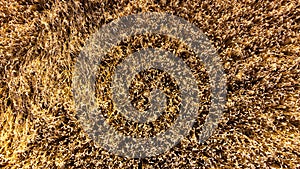 Drone view of wheet field at sunset