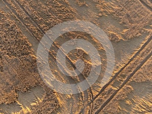 Drone view of wheet field at sunset