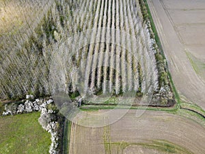 Drone view of a young tree plantation seen in the middle of agricultural land in England.