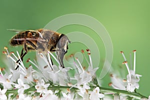 Dronefly pollination