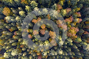 droneview, mixed forest in autumn