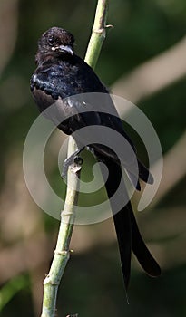 Drongo