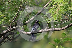 Drongo juvenile