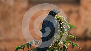 A Drongo is seen sitting on a plant