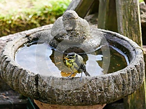 Drookit Blue tit