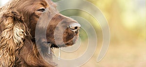 Drooling dog banner photo