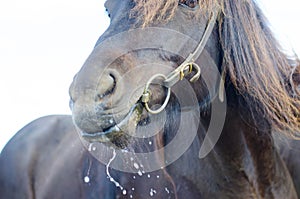 Drooling horse