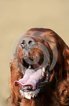 Drooling salivating dog panting in a hot summer