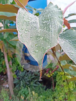 Droop water in leave