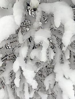 Grass and shrubs under a layer of snow