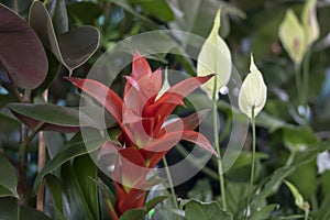 Droophead tufted airplant draw close up of bromeliad flower. photo