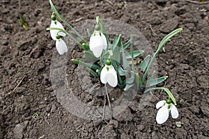 Drooping bell-shaped white flowers of snowdrops in mid March