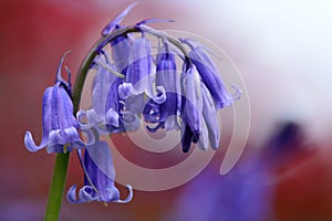 Drooping bluebell flower