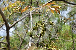 Drooping catkins on branch of walnut in April