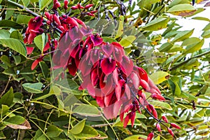 Drooping cluster of exotic red flowers of coral tree.