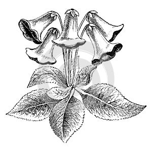 Drooping Flowered Gloxinia vintage illustration