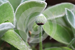 Drooping Gerbera daisy flower bud on green stem against fuzzy silvery lamb\'s ears leaves