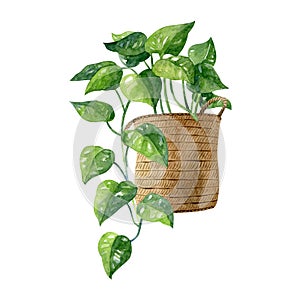 Drooping home plant in knitted jute basket