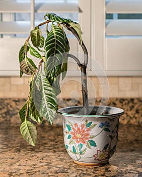 Drooping houseplant in pottery vase photo