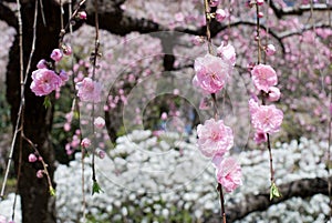 Drooping peach blossoms