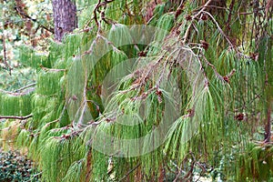 Drooping pine dzhelikot