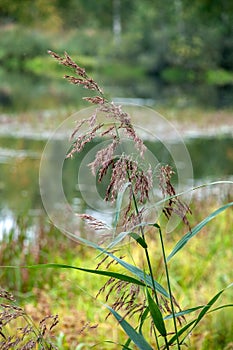 The drooping reed
