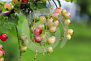 Drooping ripening redcurrants against a blurred yard