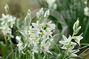 Drooping star of Bethlehem or Ornithogalum Nutans flowers in Saint Gallen in Switzerland