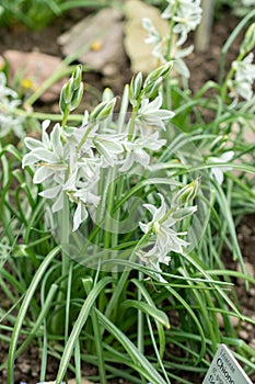 Drooping star of Bethlehem or Ornithogalum Nutans flowers in Saint Gallen in Switzerland