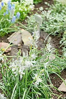 Drooping star of Bethlehem or Ornithogalum Nutans flowers in Saint Gallen in Switzerland