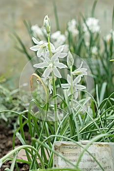 Drooping star of Bethlehem or Ornithogalum Nutans flowers in Saint Gallen in Switzerland