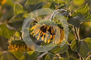 Drooping sunflower