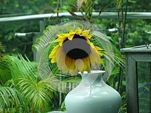 Drooping sunflower in a vase