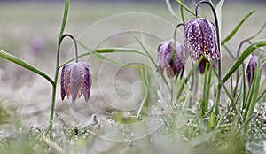 Drooping Tulip a meadow springflower