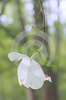 The drooping white flower in the forest.
