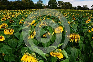 Droopy dying Sunflowers. Wilting leaves.