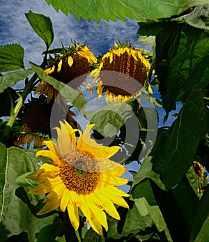 Droopy dying Sunflowers. Wilting leaves.