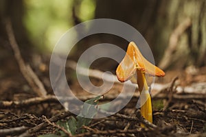 Droopy orange mushroom on forest floor
