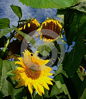 Droopy dying Sunflowers. Wilting leaves. photo