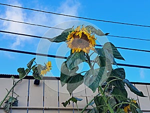 Droopy Sunflowers by a White Fence, Wires, on a Cloudy Day in California, Spring photo