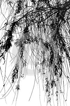 Droopy Tree Branches