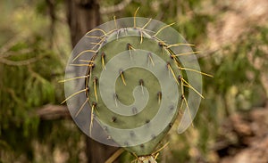 Droopy Yellow Spines On Prickly Pear Cactus