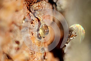 a drop of amber resin flows down a tree trunk