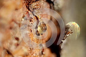 a drop of amber resin flows down a tree trunk