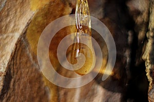 a drop of amber resin flows down a tree trunk