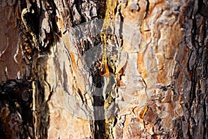 a drop of amber resin flows down a tree trunk
